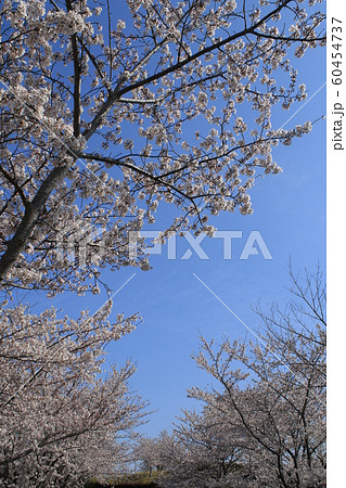 桜　ソメイヨシノ　さくらの丘 60454737