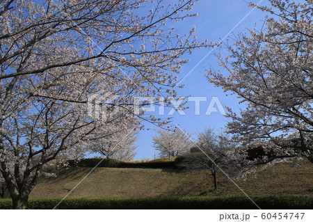 桜　ソメイヨシノ　さくらの丘 60454747
