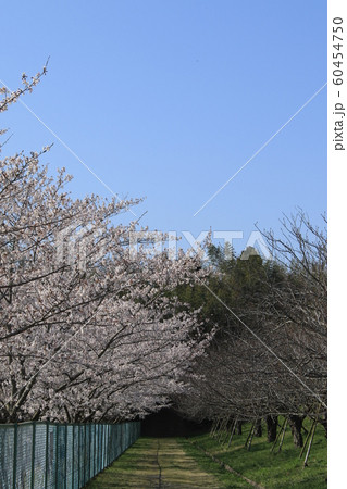 桜　ソメイヨシノ　さくらの丘 60454750