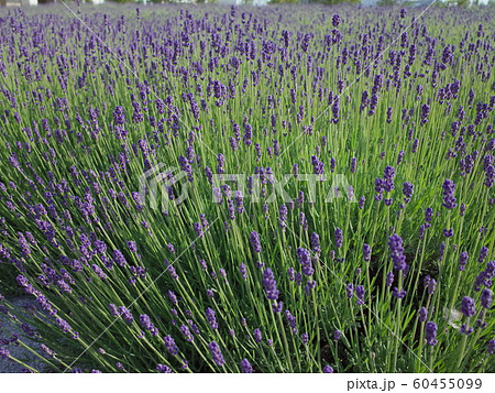 ラベンダー_ ジュータン 60455099