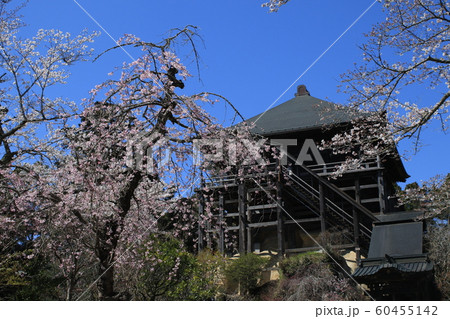 笠森観音 笠森寺 桜 ソメイヨシノ 枝垂れ桜 笠森観音 笠森寺 桜 ソメイヨシノ 枝垂れ桜 60455142