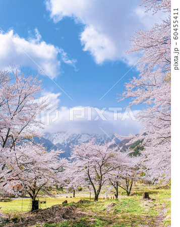 春の谷川温泉の桜広場(縦) 春の谷川温泉の桜広場(縦) 60455411