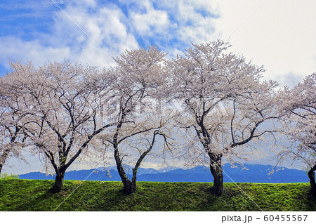 桜並木と残雪の山 桜並木と残雪の山 60455567