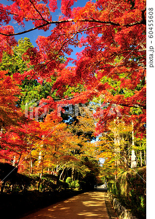 蛇腹道の紅葉 60455608