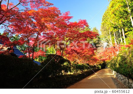 蛇腹道の紅葉 60455612