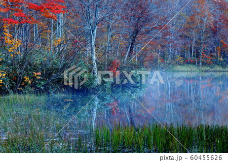 蓮華白池の紅葉 蓮華白池の紅葉 60455626