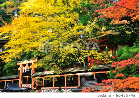 壇上伽藍　明神社(御社)の紅葉 60455748