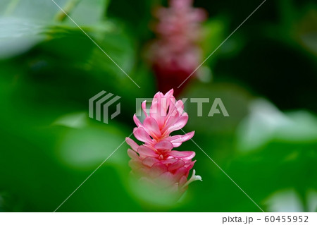 きれいに咲いたピンクのレッドジンジャーの花 きれいに咲いたピンクのレッドジンジャーの花 60455952