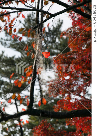 雨上がりの蜘蛛の巣 雨上がりの蜘蛛の巣 60456028