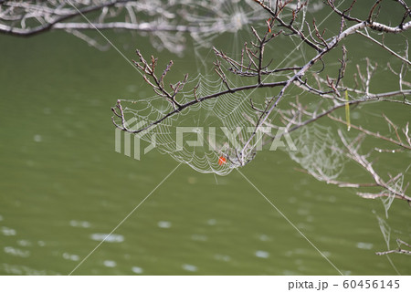 雨上がりの蜘蛛の巣 60456145