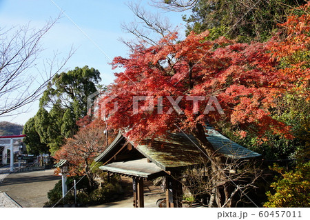 鎌倉宮   Kamakuragu shrine 60457011