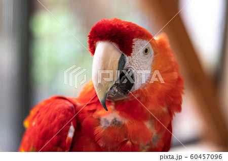 アカコンゴウインコのポートレート アカコンゴウインコのポートレート 60457096