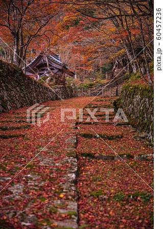 滋賀県 百済寺 紅葉 60457236