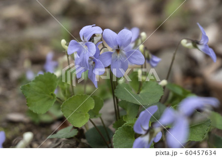 タチツボスミレ/Viola grypoceras タチツボスミレ/Viola grypoceras 60457634