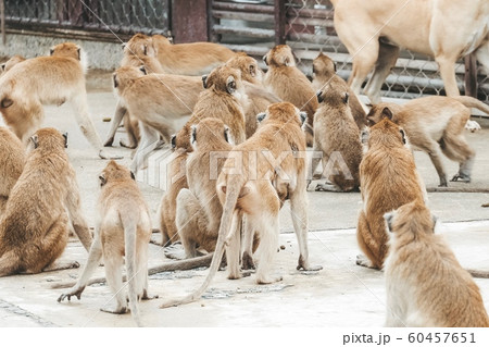 Many monkey (Long-tailed macaque, Crab-eating macaque, Macaca fascicularis) at Khao Takiap Temple, Prachuap Khiri Khan, Thailand. 60457651