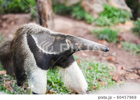 Giant anteater walking in the farm Wildlife 60457969