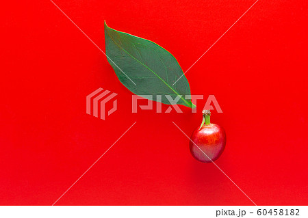Single red coffee fruits and leaf isolated in red background. 60458182