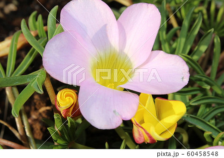 オキザリスのピンクの花 60458548