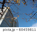 秋の品川　高層ビルと紅葉 60459811