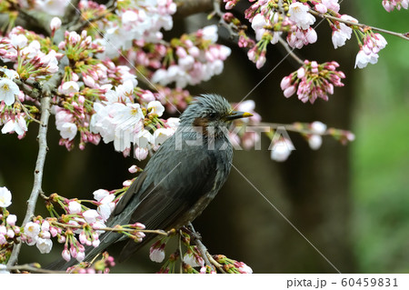 桜とヒヨドリ 60459831