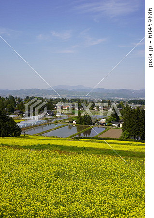 安曇野田園風景（菜の花畑） 60459886