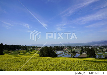 安曇野田園風景（菜の花畑） 60460061