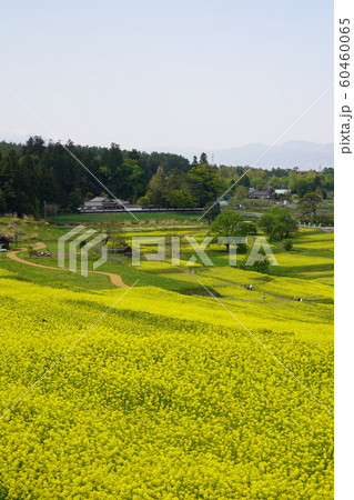 安曇野田園風景（菜の花畑） 60460065