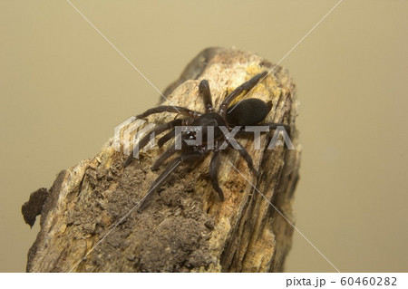 Small hairy burrowing spider, Plesiophrictus sp, Theraphosidae, Parambikulam tiger reserve, Kerala, India Small hairy burrowing spider, Plesiophrictus sp, Theraphosidae, Parambikulam tiger reserve, Kerala, India 60460282
