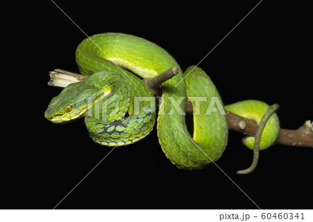 Large scaled pit viper, Trimeresurus macrolepis, Viperidae, Eravikulam National Park, Kerala, India 60460341