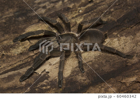Tarantula, Haploclastus sp, Theraphosidae, Eravikulam National Park, Kerala, India Tarantula, Haploclastus sp, Theraphosidae, Eravikulam National Park, Kerala, India 60460342