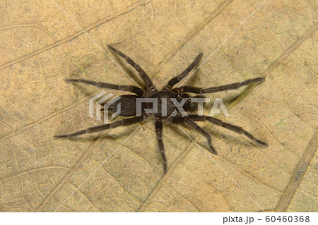 Small hairy burrowing spider, Plesiophrictus sp, Theraphosidae, Silent Valley National Park, Kerala, India 60460368