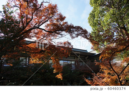 鶴岡八幡宮 Tsurugaokahachimangu shrine 鶴岡八幡宮 Tsurugaokahachimangu shrine 60460374