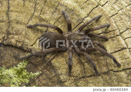 Theraphosidae, Silent Valley National Park, Kerala. 60460384
