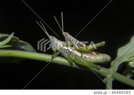 Grasshopper mating, Neyyar wildlife sanctuary, Kerala, India 60460385