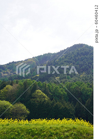 安曇野田園風景（菜の花畑） 60460412