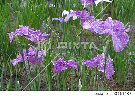 毛越寺花菖蒲園の菖蒲 60461432