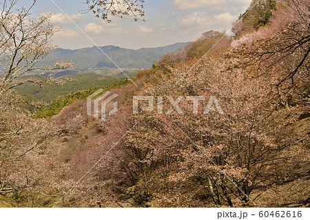 吉野山 中千本桜の森 吉野山 中千本桜の森 60462616