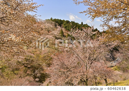 吉野山 中千本桜の森 吉野山 中千本桜の森 60462638