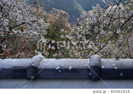 瓦塀越しの吉野山の桜 60462658