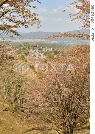吉野山　中千本桜の森と金峰山寺通りの町並み 60462660