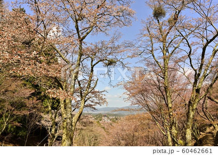 吉野山　中千本桜の森と金峰山寺通りの町並み 60462661