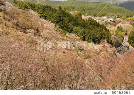 吉野山　中千本桜の森と町並み 60462662