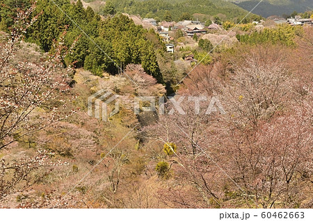 吉野山　中千本桜の森と町並み 60462663