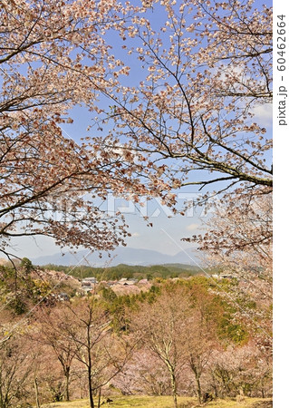 吉野山　中千本桜の森と町並み 60462664