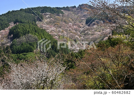 吉野山 桜の森 吉野山 桜の森 60462682