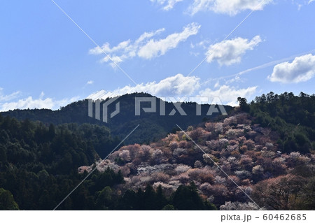 吉野山 中千本の桜 吉野山 中千本の桜 60462685
