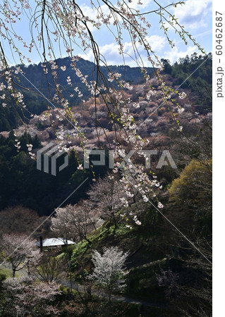 吉野山 中千本の桜 吉野山 中千本の桜 60462687
