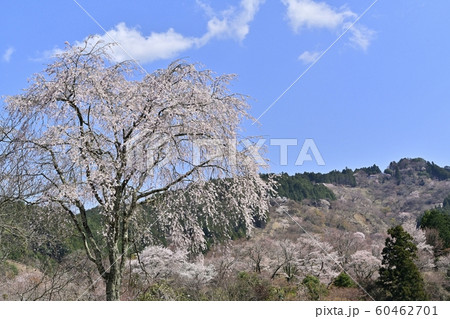吉野山 中千本の桜 吉野山 中千本の桜 60462701
