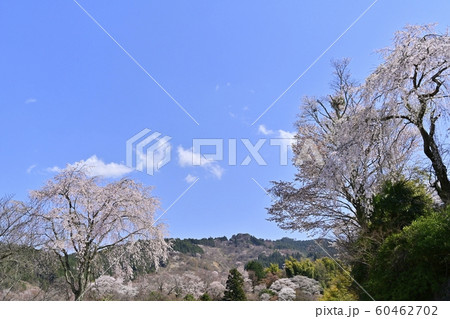 吉野山 中千本の桜 吉野山 中千本の桜 60462702