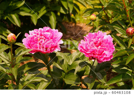 シャクヤク　サラ　ベルナール 60463108